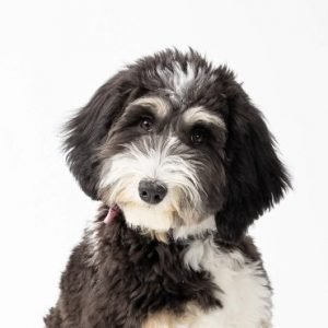 bernedoodle
