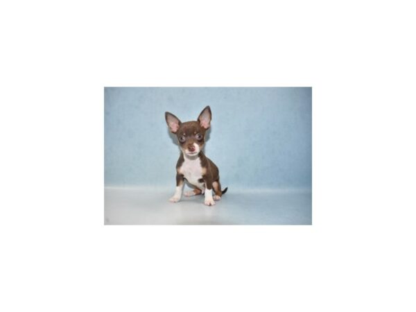 Chihuahua-DOG-Male-Chocolate and Tan-1-Petland Nashville, Tennessee