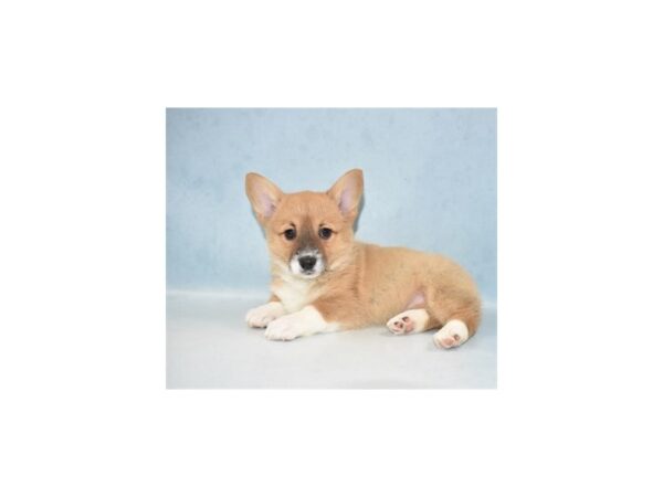 Pembroke Welsh Corgi DOG Female Sable 5 Petland Nashville, Tennessee
