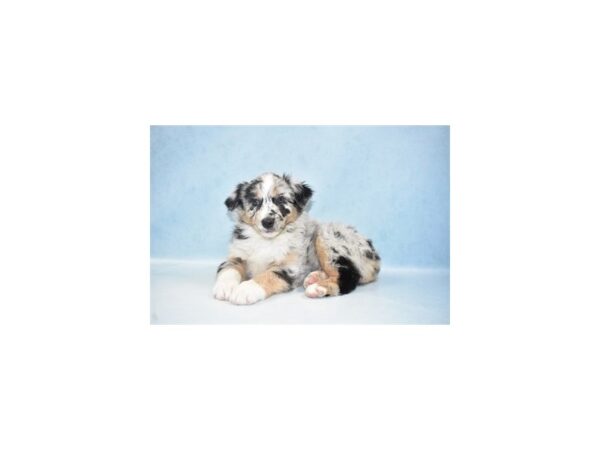 Australian Shepherd DOG Female Blue Merle 6 Petland Nashville, Tennessee