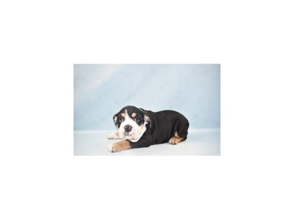 English Bulldog DOG Female Black Red and White 8 Petland Nashville, Tennessee