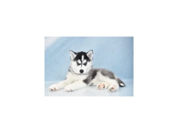 Siberian Husky DOG Female Black Grey and White 11 Petland Nashville, Tennessee