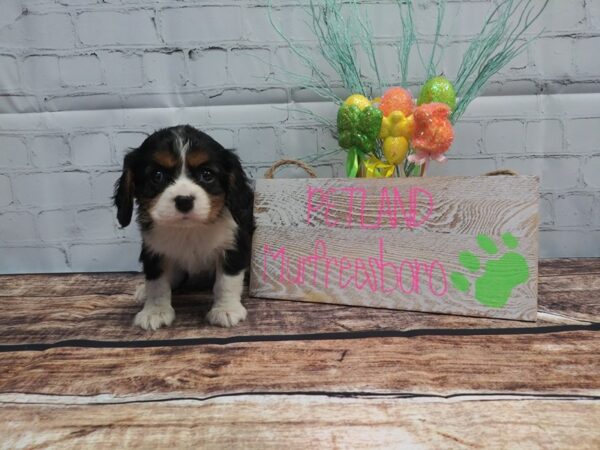 Cavalier King Charles Spaniel-DOG-Male-TRI-17-Petland Nashville, Tennessee