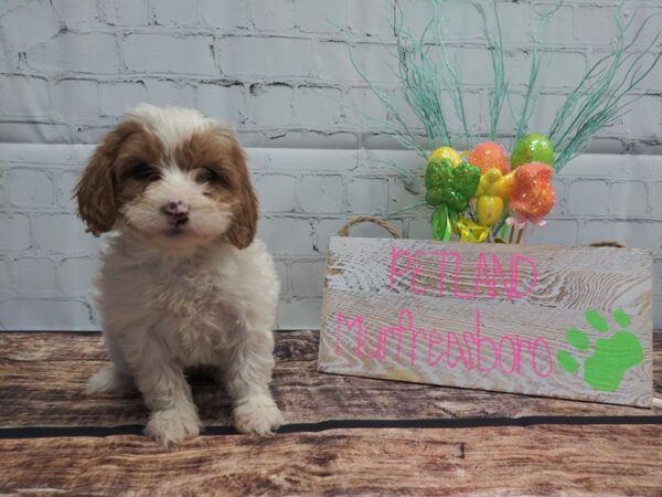 Cava Poo-DOG-Female-BLENHEIM-20-Petland Nashville, Tennessee