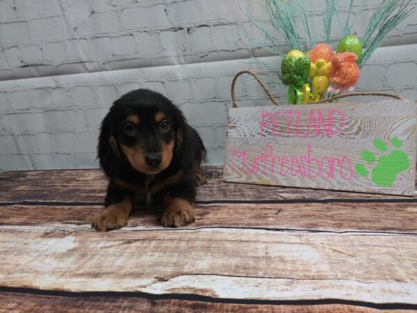 Dachshund DOG Male BLK  TAN 24 Petland Nashville, Tennessee
