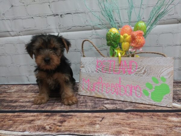 Yorkie Poo-DOG-Male-BLK TAN-14-Petland Nashville, Tennessee