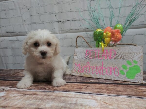 Teddy-DOG-Male-CREAM WHITE-22-Petland Nashville, Tennessee