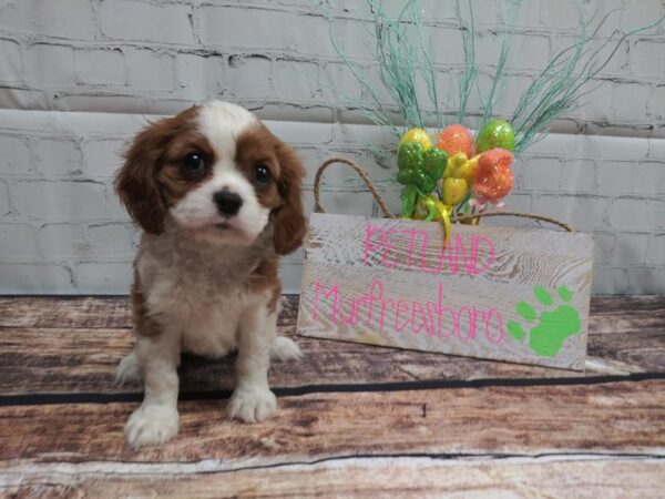 Cavalier King Charles Spaniel-DOG-Female-BLENHEIM-15-Petland Nashville, Tennessee