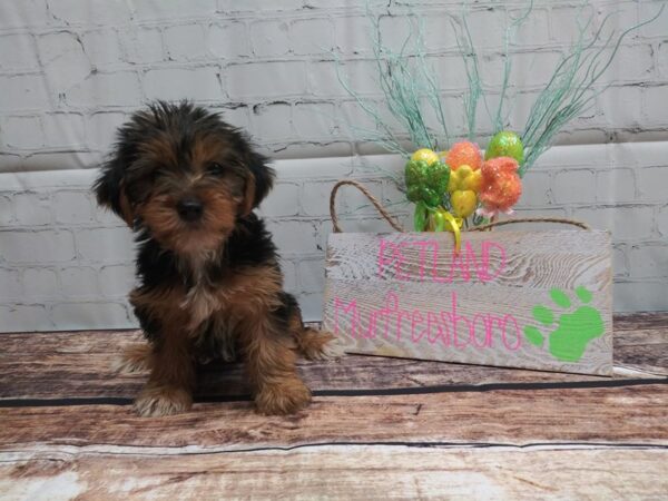 Yorkie Poo-DOG-Female-BLK TAN-13-Petland Nashville, Tennessee