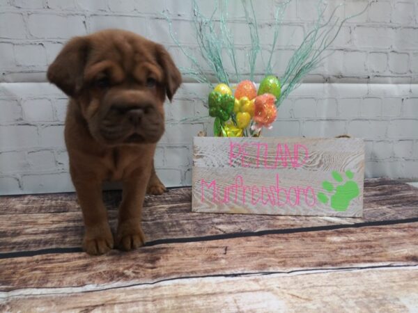 Mini Hippo-DOG-Female-BUFF-18-Petland Nashville, Tennessee
