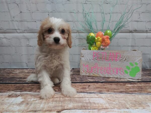 Cava Chon-DOG-Male-Blienhiem-27-Petland Nashville, Tennessee