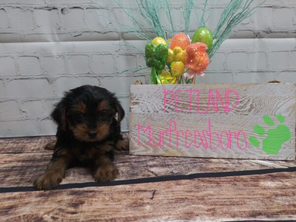 Yorkshire Terrier-DOG-Female-BLK TAN-23-Petland Nashville, Tennessee
