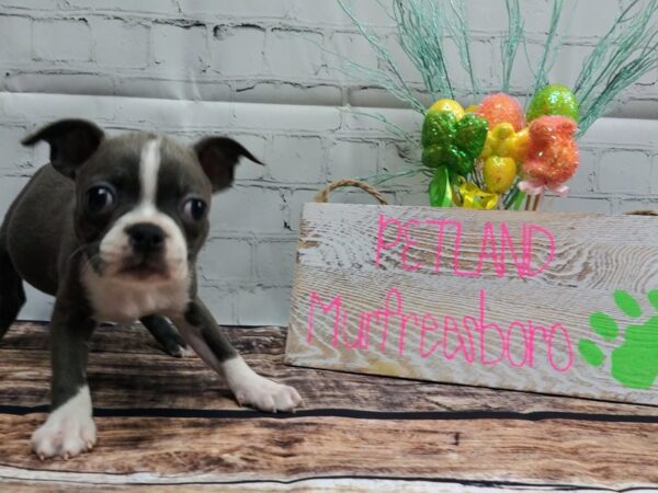 Boston Terrier DOG Female BLUE WH 21 Petland Nashville, Tennessee