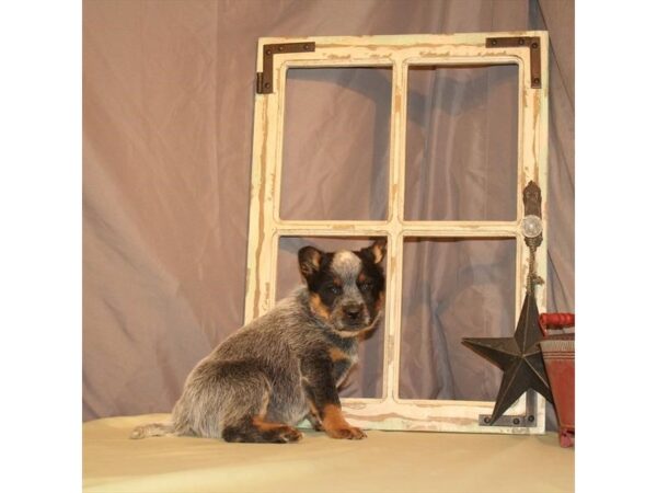 Heeler-DOG-Female-Blue-29-Petland Nashville, Tennessee