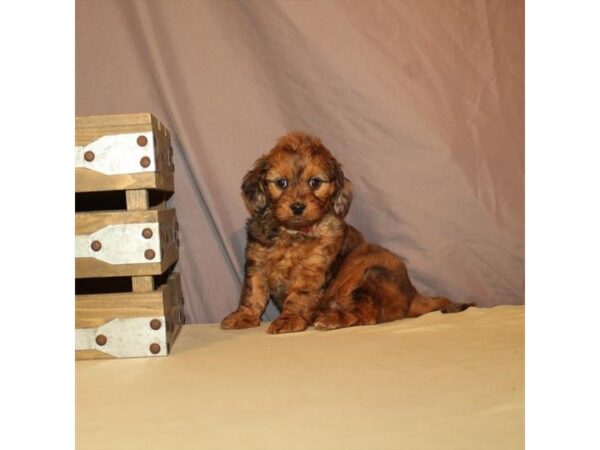 Doxie-Poo DOG Female Red 30 Petland Nashville, Tennessee