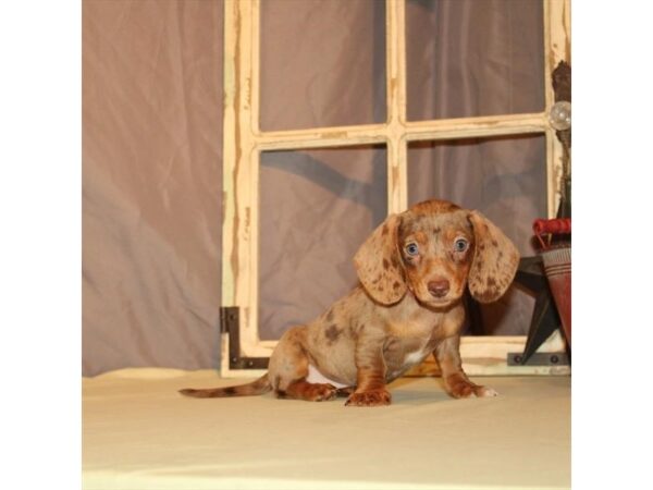 Dachshund DOG Female Chocolate / Tan 31 Petland Nashville, Tennessee