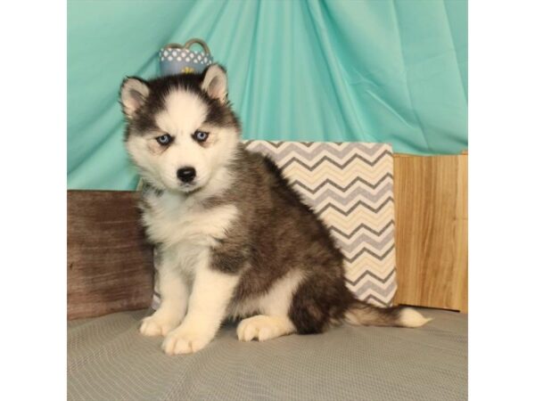 Siberian Husky DOG Female Black / White 32 Petland Nashville, Tennessee