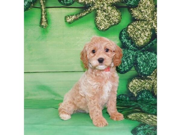 Cock A Poo-DOG-Female-Apricot-33-Petland Nashville, Tennessee