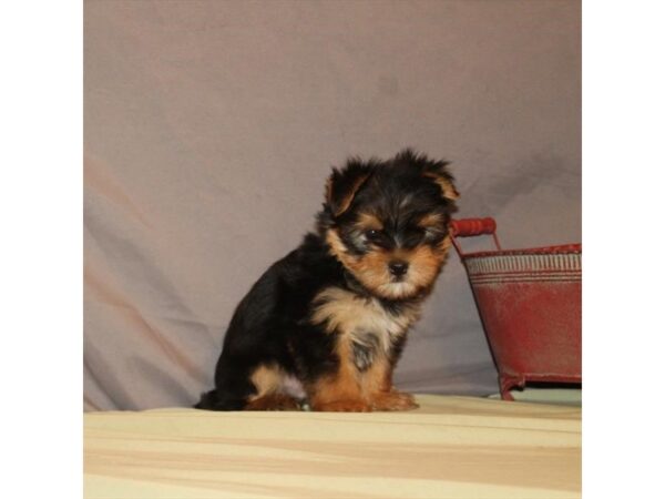 Yorkshire Terrier/Maltese-DOG-Male-Black / Tan-34-Petland Nashville, Tennessee