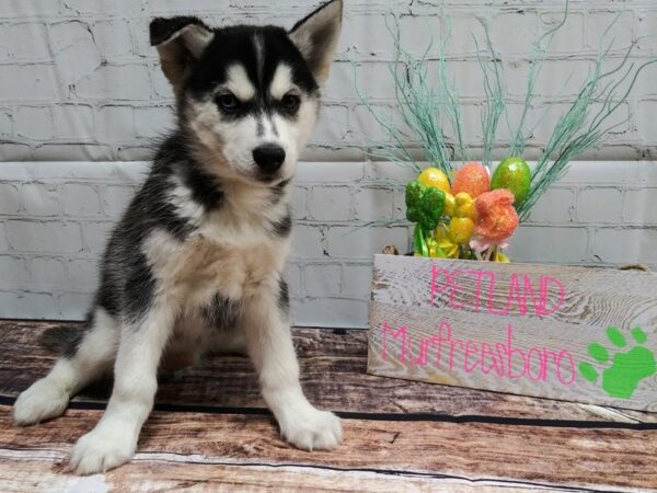 Siberian Husky-DOG-Male-Black & White-38-Petland Nashville, Tennessee