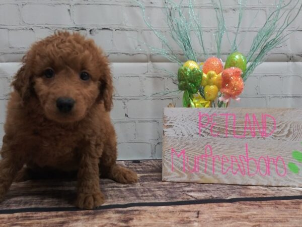 Mini Goldendoodle DOG Female Red 36 Petland Nashville, Tennessee