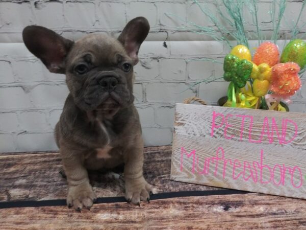 French Bulldog-DOG-Male-Blue Fawn-35-Petland Nashville, Tennessee