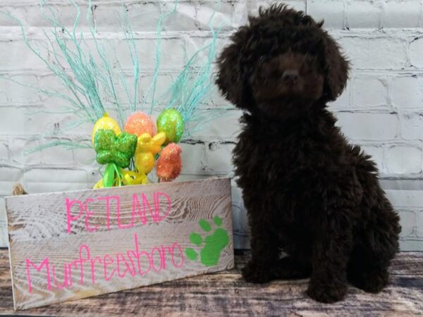Goldendoodle-DOG-Female-dark brown-40-Petland Nashville, Tennessee