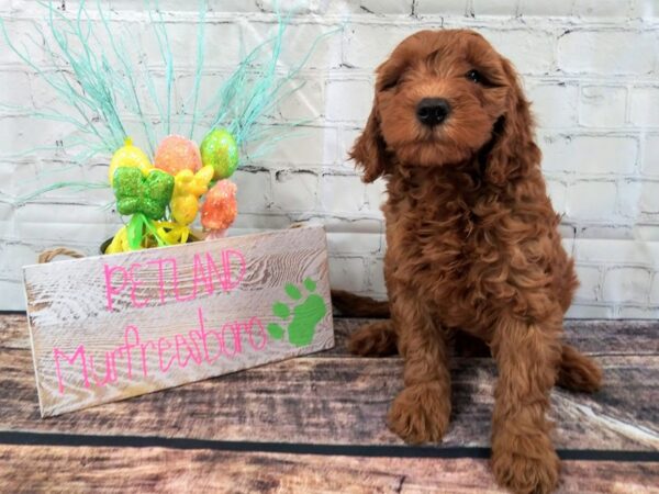 Mini Goldendoodle-DOG-Male-Red-48-Petland Nashville, Tennessee