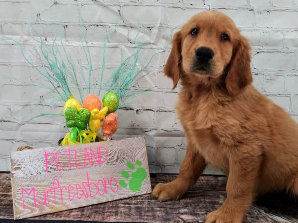 Golden Retriever DOG Male Golden 47 Petland Nashville, Tennessee