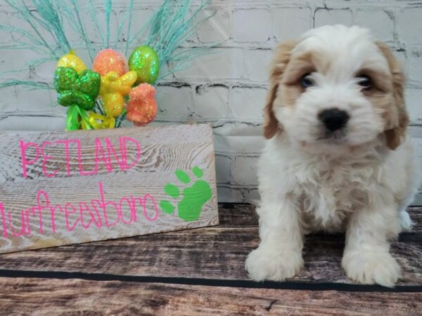 Cava Chon-DOG-Male-BLENHEIM-44-Petland Nashville, Tennessee