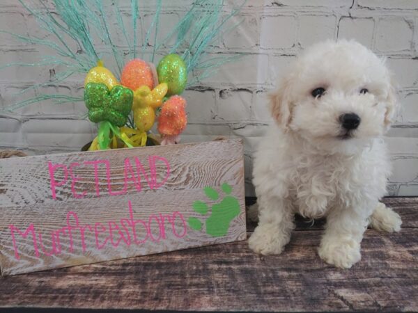Poo Chon-DOG-Male-Cream-46-Petland Nashville, Tennessee