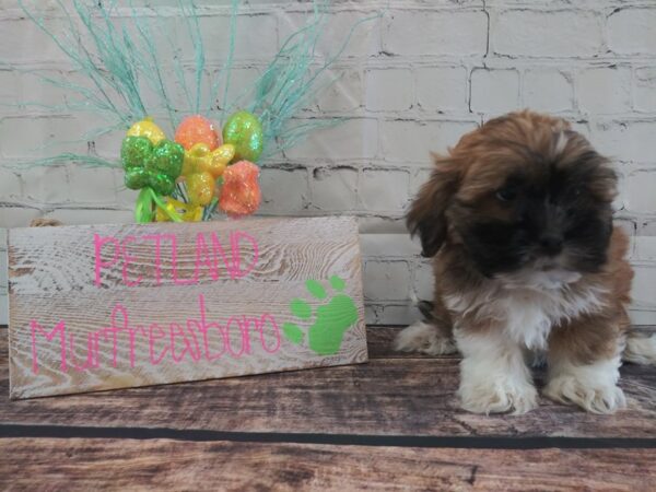 Teddy DOG Male brown white 42 Petland Nashville, Tennessee
