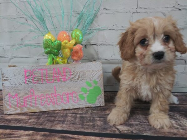 Cava Chon-DOG-Female-Blienhiem-45-Petland Nashville, Tennessee