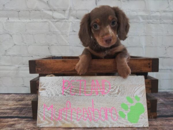 Dachshund-DOG-Female-Chocolate / Tan-53-Petland Nashville, Tennessee