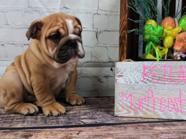 English Bulldog DOG Male Red / White 56 Petland Nashville, Tennessee