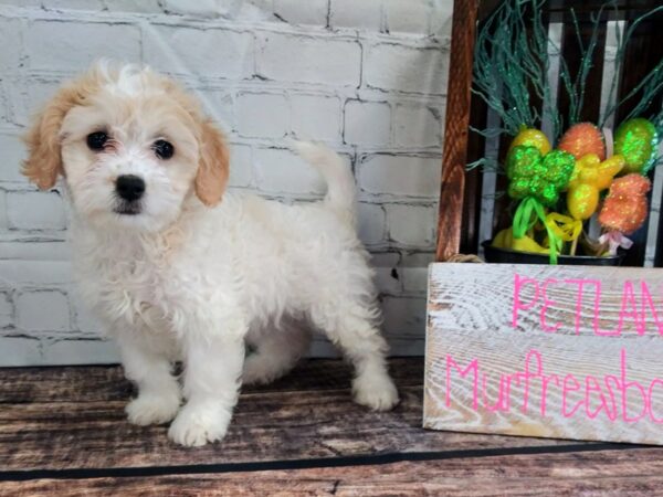 Havapoo DOG Female Cream 61 Petland Nashville, Tennessee