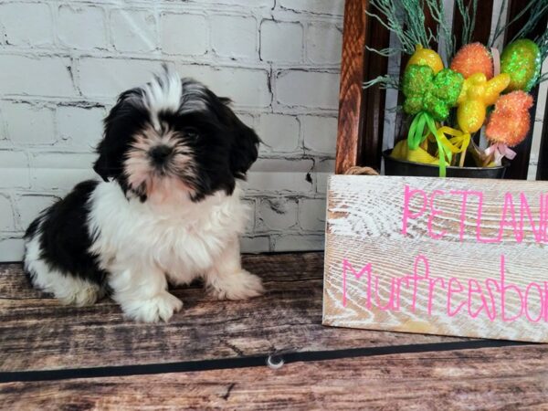 Shih Tzu DOG Male White / Black 39 Petland Nashville, Tennessee