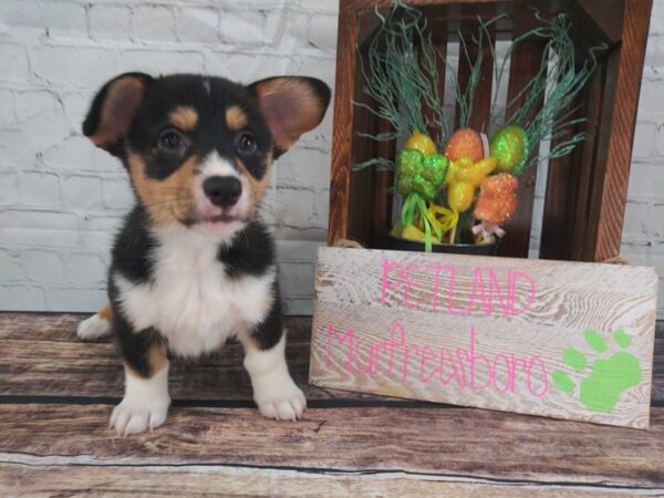 Pembroke Welsh Corgi DOG Male Black and Tan 60 Petland Nashville, Tennessee