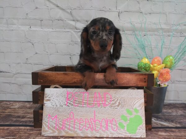 Dachshund DOG Male Black and Silver Dapple 64 Petland Nashville, Tennessee
