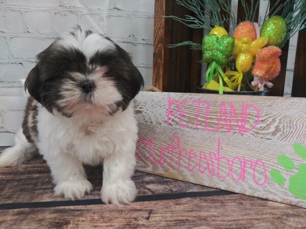 Shih Tzu DOG Female White / Gold 51 Petland Nashville, Tennessee