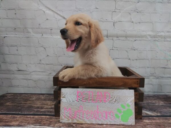 Golden Retriever DOG Male Golden 41 Petland Nashville, Tennessee