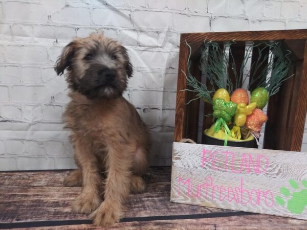 Soft Coated Wheaten Terrier-DOG-Male-Wheaten-50-Petland Nashville, Tennessee