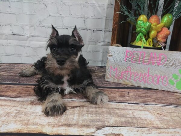 Miniature Schnauzer-DOG-Male-Black / Silver-54-Petland Nashville, Tennessee