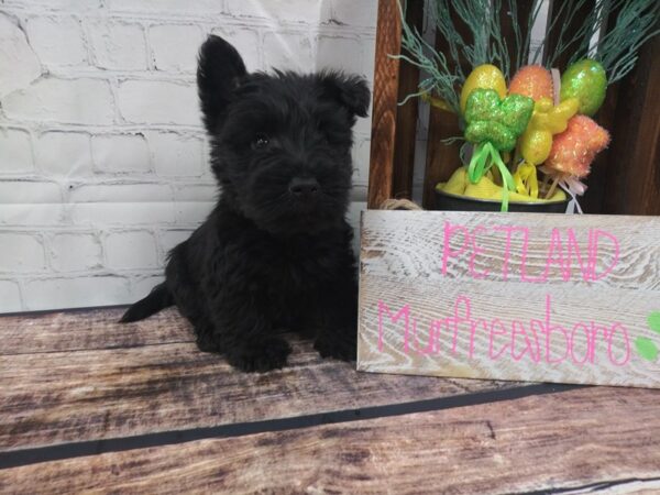 Scottish Terrier-DOG-Female-Black-52-Petland Nashville, Tennessee
