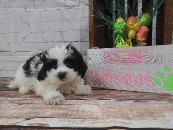 Teddy Bear-DOG-Female-White / Black-55-Petland Nashville, Tennessee