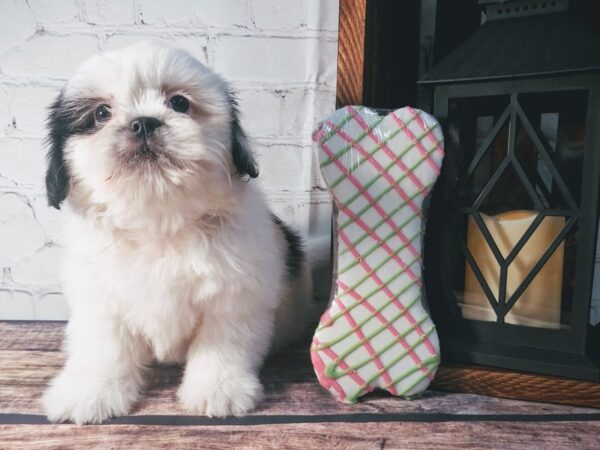 Shih Tzu DOG Male brown white 67 Petland Nashville, Tennessee