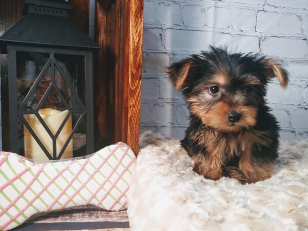 Yorkshire Terrier-DOG-Male-Black Tan-68-Petland Nashville, Tennessee