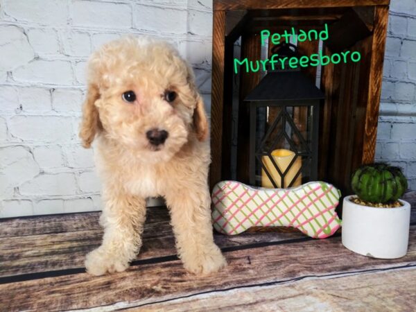 Poodle DOG Male APRICOT 69 Petland Nashville, Tennessee