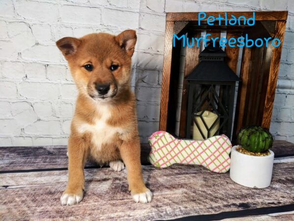 Shiba Inu DOG Male Red Sesame 70 Petland Nashville, Tennessee