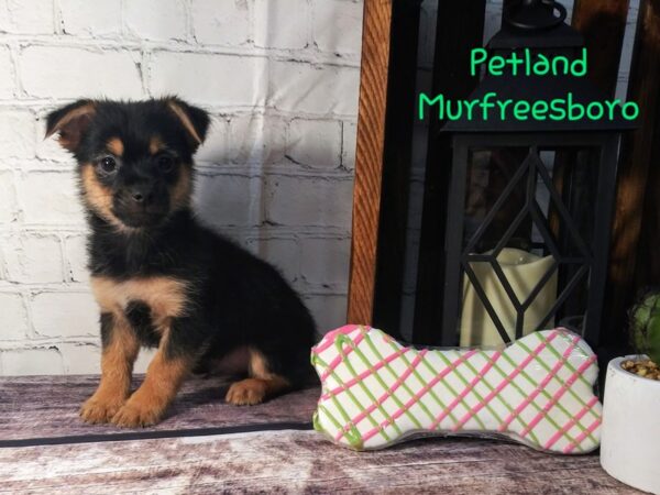 Yoranian DOG Male Black / Tan 72 Petland Nashville, Tennessee